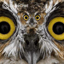 Owl GIFs | Tenor