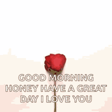 Good Morning Honey Gifs Tenor