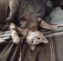 Cats Cats Of The Internet GIF - Cats Cat CatsOfTheInternet GIFs