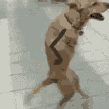 16+ Hello Gif Funny Dog PNG