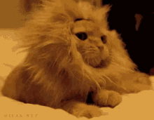 cat lion