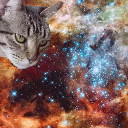 宇宙ねこ うちゅうねこ 宇宙猫 Gif Spacecat Lasercat Discover Share Gifs