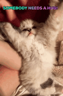 Kitten Hug GIFs | Tenor