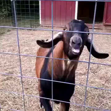 baby goat tongue