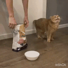 Cat Feed GIF - Cat Feed Food - Discover & Share GIFs