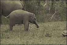 Jedielephant Lightsaber GIF - Jedielephant Elephant Lightsaber GIFs