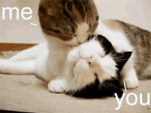 Cats Love You GIF - Cats LoveYou Lick GIFs