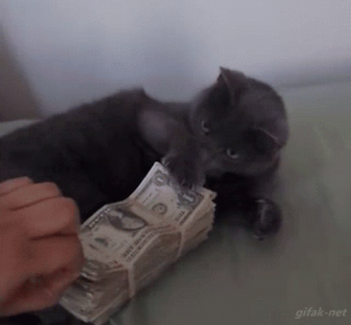 Gato abraçado num maço de dinheiro e dando um tapa numa mão que tenta pegar o dinheiro.