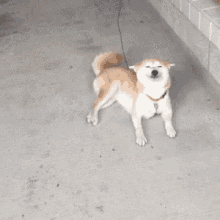 Featured image of post Wagging Tail Gif Wifflegif has the awesome gifs on the internets