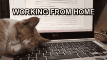 Wfh Working From Home GIF - Wfh WorkingFromHome CatsRuinEverything GIFs