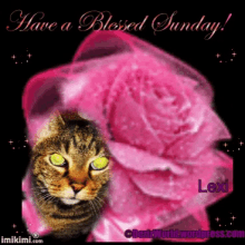 Have A Joyfilled Blessed Sunday Pictures Photos And Images For Good Morning Have A Blessed Sunday Pictures Photos And Images For