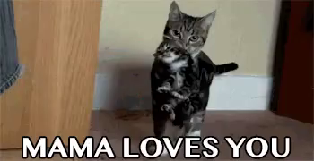 Mama Loves You Gif Cat Kitten Mama Loves You Discover Share Gifs