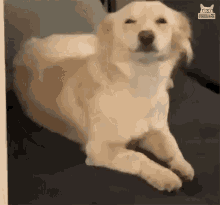 Featured image of post Dog Wagging Tail Gif Large collection of the best gifs