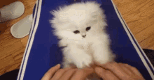 Copy Cat GIF - CopyCat GIFs