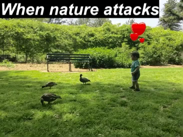 par Repressalier miljø Nature Attacks GIF - Nature Attacks When Nature Attacks - Discover & Share  GIFs