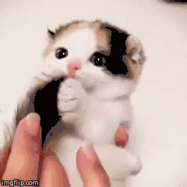 a cute little cat