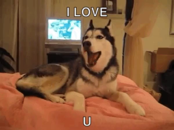 how to know your husky loves you