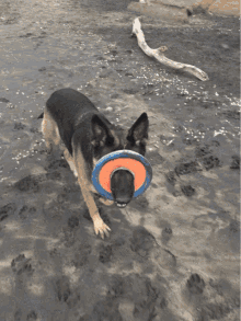 Frisbee Doge Dog Getting Hit By Frisbee