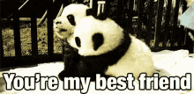 Youre My Best Friend GIF - Panda Baby Hug GIFs