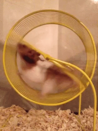 Mouse in a wheel