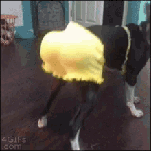 Funny Animals Sexy GIF - FunnyAnimals Sexy Dance GIFs