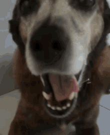 Гифка собака с высунутым языком. Гиф собака слюни. Пес со слюнями. Собака сглатывает слюну