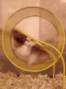Hamster Wheel GIFs | Tenor