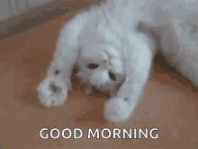 Download Good Morning Gif Funny Cat PNG