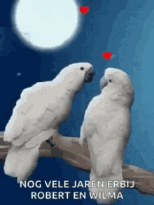 Love Birds Kissing Gifs Tenor