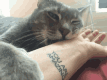 Featured image of post Anime Cat Bite Gif / Watch and download for free!