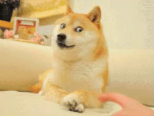 ねえねえ 何 ブチ切れ 悪目 秋田犬 可愛い犬 わんちゃん Gif Akita Dog Cutedog Discover Share Gifs