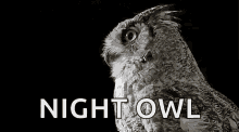 Night Owl Gifs Tenor