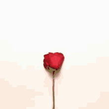 Rose Petals Falling Gifs Tenor