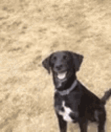 Featured image of post Confused Dog Gif Images See more ideas about dog gifs cat gif dogs