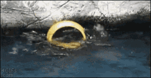 Otter Spin Otter Play GIF - OtterSpin OtterPlay Otters GIFs
