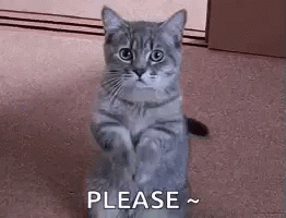 please cat