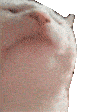 tenor.gif