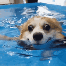 Dog Swim GIFs | Tenor