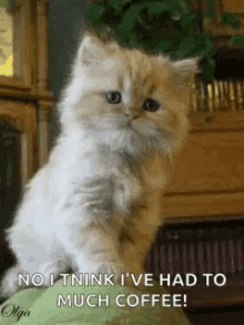 40 Top Images Cat Drinking Coffee Gif / Coffee Meeting GIFs - Find & Share on GIPHY