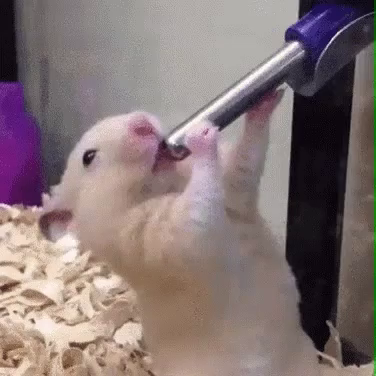 Hamster Drink GIF - Hamster Drink Water 
