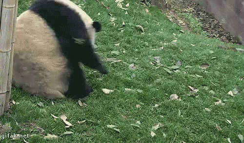 Funny Panda Gifs Tenor