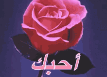 love flowers gifs tenor