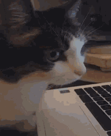 Animals Watching Tv Gifs Tenor Cute Cat Gif Watching Gifs