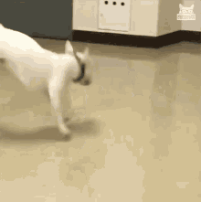 Dog Spinning GIFs | Tenor