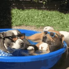 Quem não ama uma piscina no verão, né?