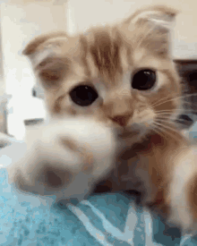 kitten pawing