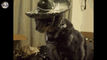 Cat With Roblox Hat Gif