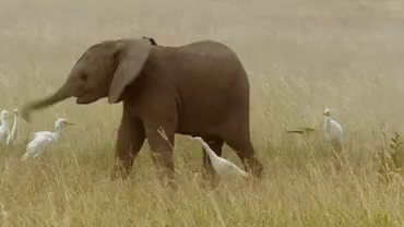 elephant baby girl swing