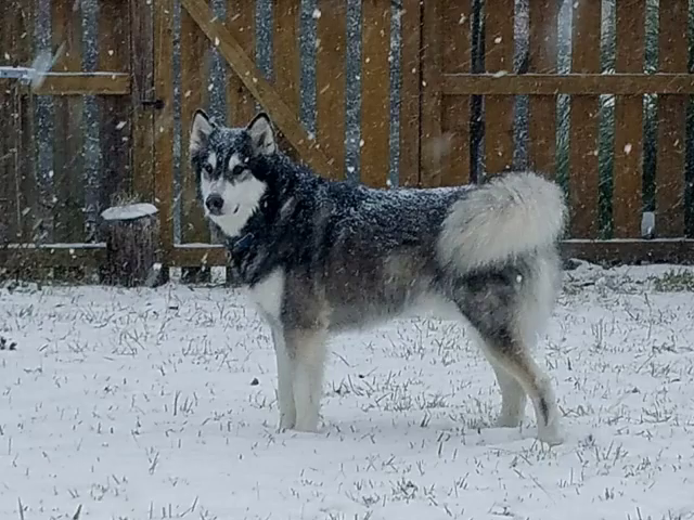 are the dogs in snow dogs malamutes