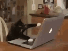 Download Cat Typing On Laptop Gif | PNG & GIF BASE